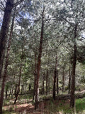 Yellow Pine Lumber