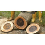 Ecuadorian Teak Wood